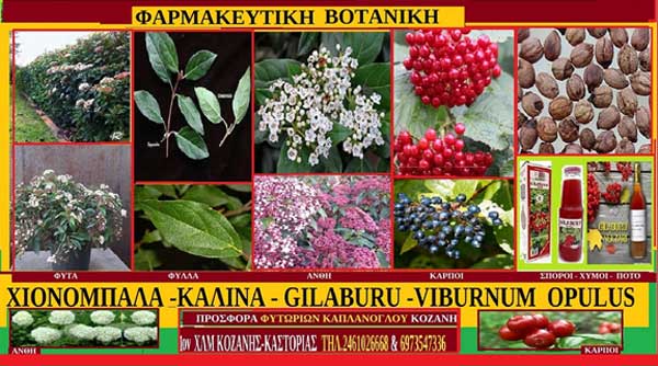 Βιβούρνο Χιονόσφαιρα -Καλίνα – Gilaburu -Viburnum Opulus