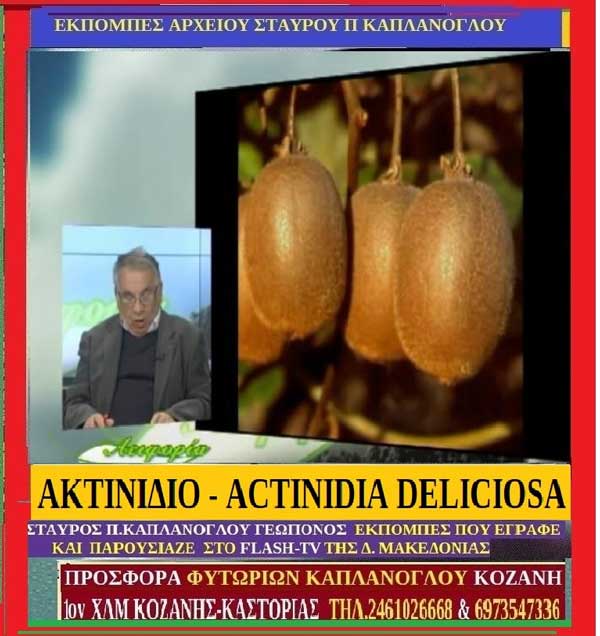 Ακτινίδιο-Kiwi-Actinidia deliciosa-Της Μάρθας Στ. Καπλάνογλου