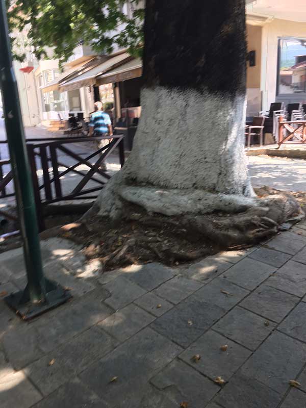 Ρίζες – φίδια στη Λευκοπηγή… Του Β.Π. Καραγιάννη