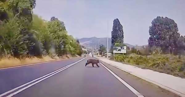 Αρκούδα μέρα μεσημέρι περνά μπροστά από την πινακίδα «Ζούμε Μαζί» στο Δισπηλιό