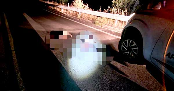 Δυο ακόμα αρκουδάκια σκοτώθηκαν στον δρόμο Φλώρινας-Πτολεμαΐδας (κοντά στον κόμβο της Βεύης)