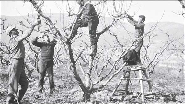 ΑΣΕΠΟΠ Βελβεντού: Μια αγροτική συνεταιριστική ιστορία γραμμένη με… χρυσά γράμματα