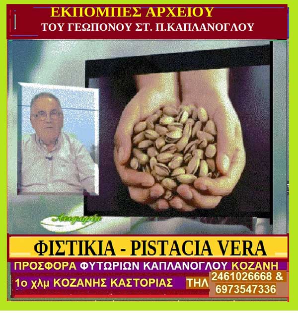 Η φιστικιά & τα φυστίκια Αιγίνης (επιστ. Pistacia vera) – γράφει η Μάρθα Στ. Καπλάνογλου Γεωπόνος