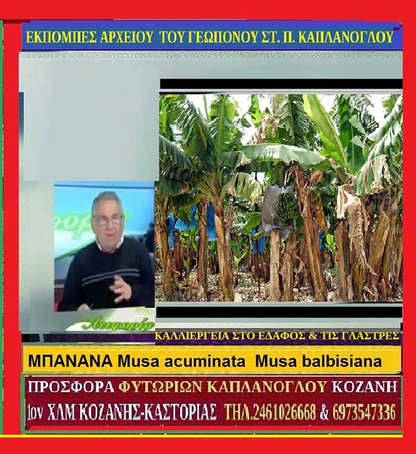 Καλλιέργεια της µπανάνας (B) (Βίντεο αρχείου τηλεοπτικών εκπομπών) – Μάρθα Στ. Καπλάνογλου Γεωπόνος