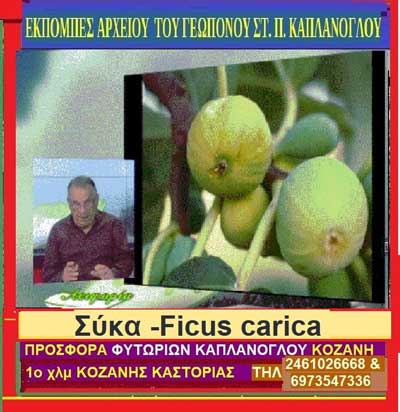 Η συκιά & τα σύκα επιστ. , Ficus carica (video)-Της Μάρθας Στ. Καπλάνογλου Γεωπόνος