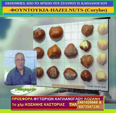Φουντουκιά ή λεπτοκαρυά (Corylus avellana ) – video