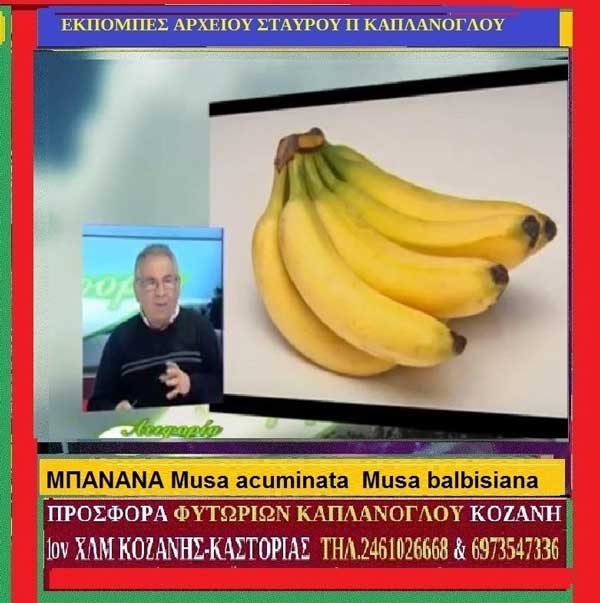 Μπανάνα, οι ιατροφαρμακευτικές και άλλες χρήσεις της (video αρχείου των εκπομπών του γεωπόνου Στ. Π. Καπλάνογλου)
