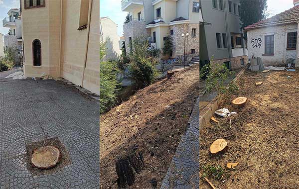 Οικολογική Κίνηση Κοζάνης: Απαράδεκτο και αυθαίρετο να κόβονται υγιή δέντρα, χωρίς να τηρούνται οι νόμιμες διαδικασίας