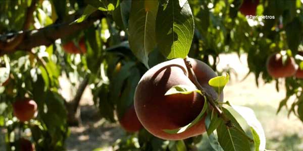 Αδιάθετες ποσότητες βιομηχανικών ροδακίνων στην Εορδαία