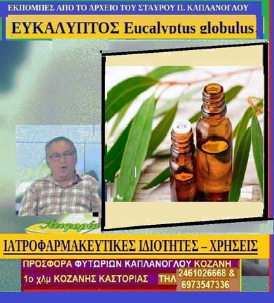 Ευκάλυπτος (Eucalyptus globulu): Χημική σύνθεση-Ιατροφαρμακευτικές ιδιότητες-Άλλες χρήσεις (video)