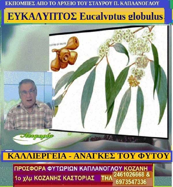 Ευκάλυπτος, Eucalyptus globulus (video)-Της Μάρθας Στ. Καπλάνογλου Γεωπόνου