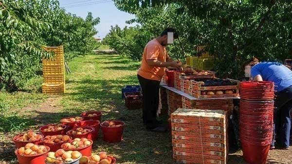 Παραμορφωμένα φρούτα δήλωσαν καλλιεργητές της Β.Ελλάδος-Και στην Φλώρινα
