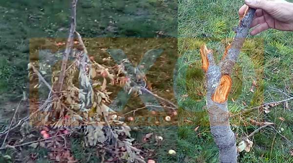 Μεγάλες ζημιές προκάλεσε αρκούδα σε αγρόκτημα στη Δροσοπηγή Φλώρινας (Βίντεο)