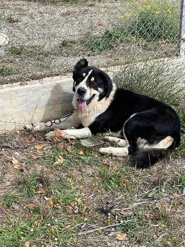Εικόνες από συνάντηση της Κοζάνης των κτηνοτρόφων, κατόχων με ελληνικά ποιμενικά