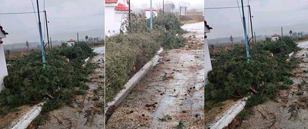Κόπηκαν δένδρα χωρίς τη γνώση του προέδρου της κοινότητας της Ασβεστόπετρας