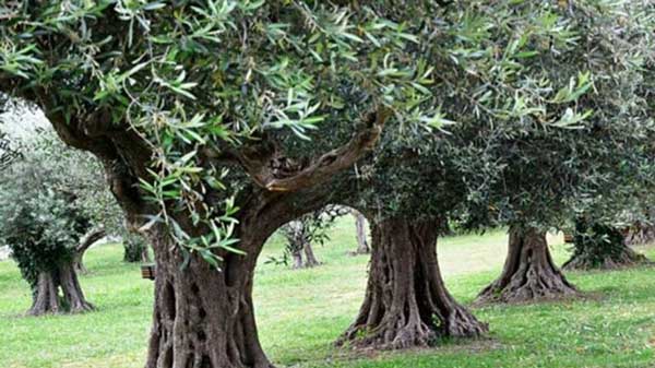 Χωρίς ίχνος ντροπής… Ρήμαξαν χωράφι με ελιές στον Βαθύλακκο