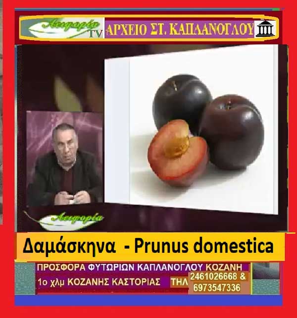 Δαμάσκηνα – Prunus domestica- Γράφει η Μάρθα Στ. Καπλάνογλου