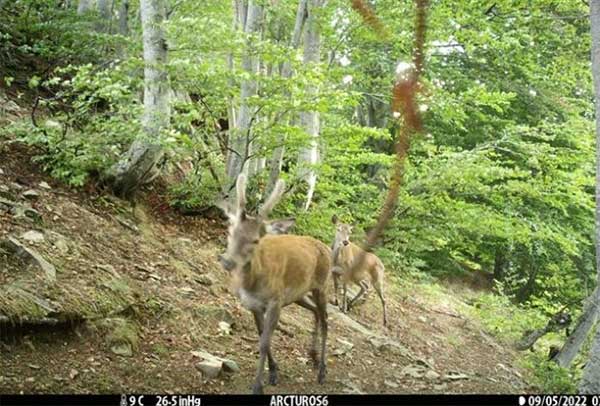 Ο πληθυσμός του κόκκινου ελαφιού αυξάνεται στο ανατολικό Βίτσι
