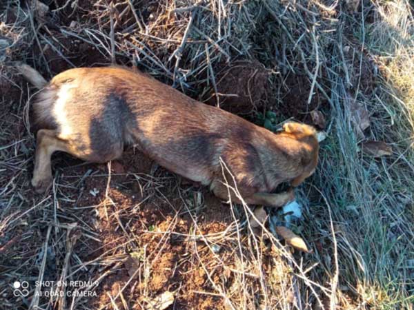 6 σκυλιά νεκρά από φόλες στον Κρόκο