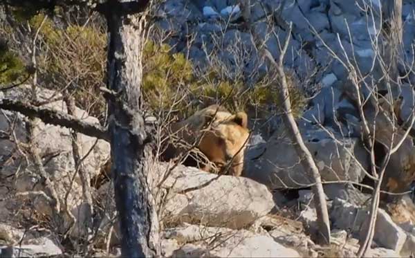 Συνάντηση στα ορεινά (video)