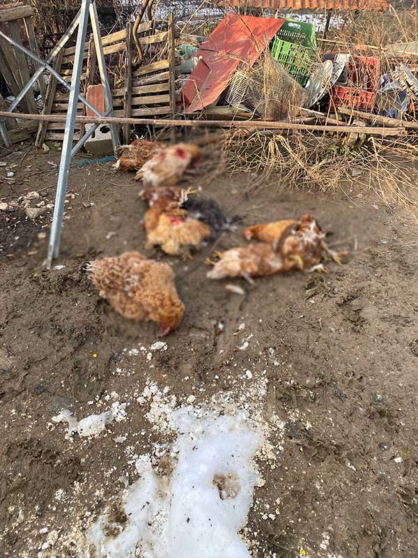 Αδέσποτοι σκύλοι κατασπαράσσουν κότες και γαλοπούλες στην Αναρράχη