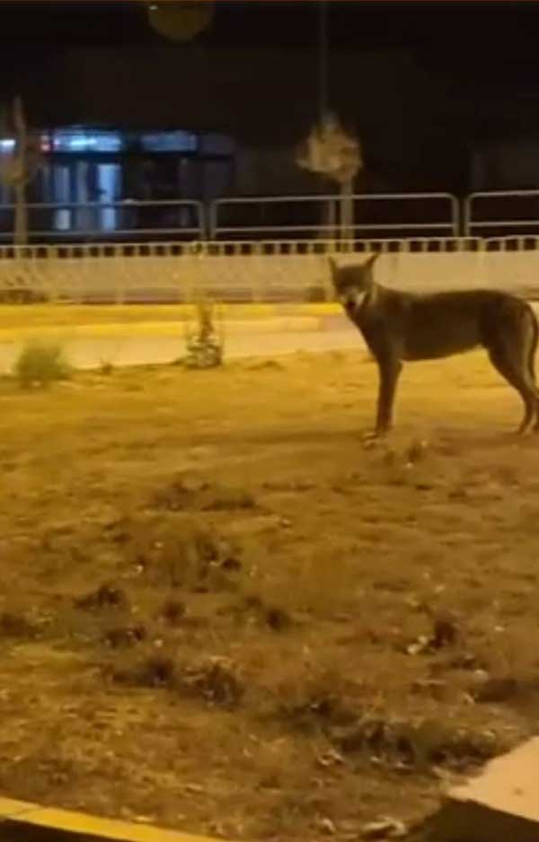 Εμφάνιση λύκου στην είσοδο της Πτολεμαΐδας (περιοχή λιντλ)