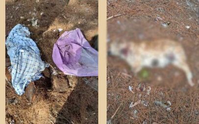 Σκυλάκι νεκρό με κομμένα πόδια στον Άγιο Θωμά Κοζάνης