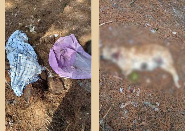 Σκυλάκι νεκρό με κομμένα πόδια στον Άγιο Θωμά Κοζάνης
