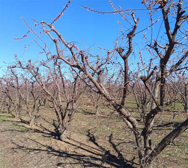 Δυτική Μακεδονία: Μεγάλες ζημιές από τον παγετό σε δενδροκαλλιέργειες στην Εορδαία και στο Αμύνταιο
