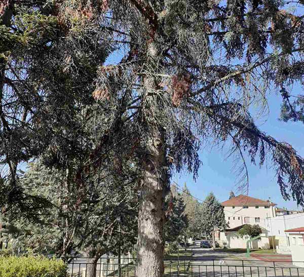 Δήμος Βοΐου: Απομάκρυνση επικίνδυνου δέντρου στο Γυμνάσιο – Λύκειο Νεάπολης