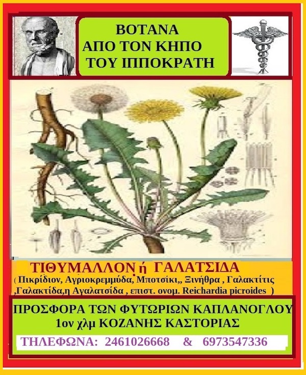 Γαλατσίδα ή Τιθύμμαλλο βότανο από τον κήπο του Ιπποκράτη – γράφει η Μάρθα Στ. Καπλάνογλου Γεωπόνος -Ιστορικός Ελληνικού Πολιτισμού