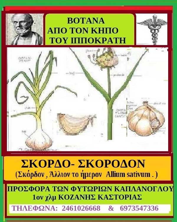 Σκόρδον-Σκόρδο – Γράφει η Μάρθα Στ. Καπλάνογλου