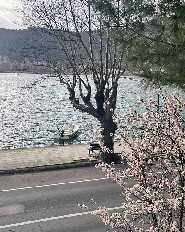 Άνθισαν οι αμυγδαλιές στη γυρολυμνιά Καστοριάς