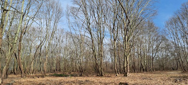 Από το Πλατανόδασος στην Alfa Wood -Με τη συναίνεση της ΔΕΗ η υλοτόμηση των δέντρων