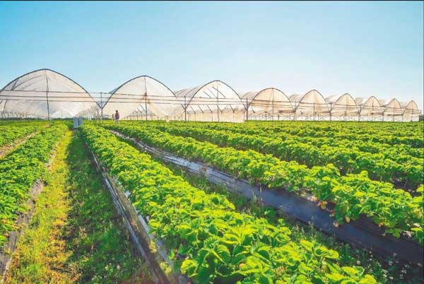 Έως 65% η ένταση ενίσχυσης για θερμοκήπια σε περιοχές απολιγνιτοποίησης