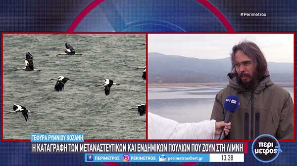 Γέφυρα Ρυμνίου: Καταγραφή των σπάνιων μεταναστευτικών και ενδημικών πουλιών που ζουν στη λίμνη