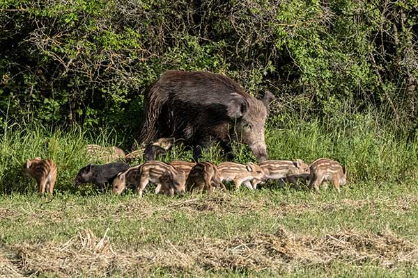 Μια οικογένεια αγριόχοιρων στη Λίμνη Πολυφύτου