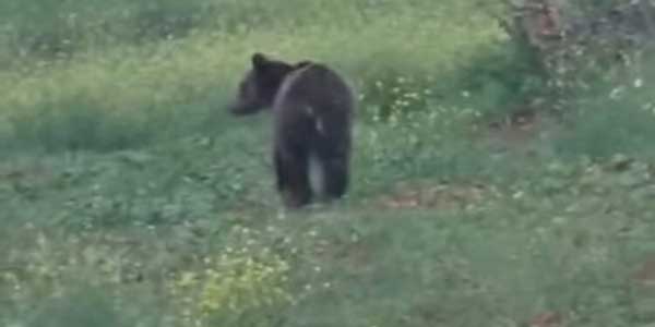 Βόιο: Αρκούδα κόβει βόλτες ατάραχη (Βίντεο)
