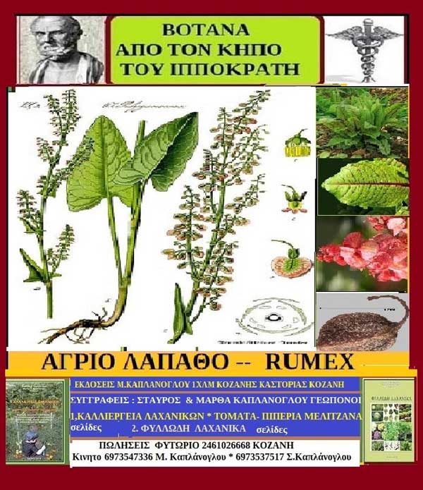 Βότανα από τον κήπο του Ιπποκράτη- Γράφει η Μάρθα Στ. Καπλάνογλου