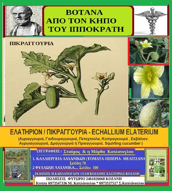 Ελατήριον-Echallium Elaterium: Βότανα από τον κήπο του Ιπποκράτη- Γράφει η Μάρθα Στ. Καπλάνογλου Γεωπόνος – Ιστορικός Ελληνικού Πολιτισμού