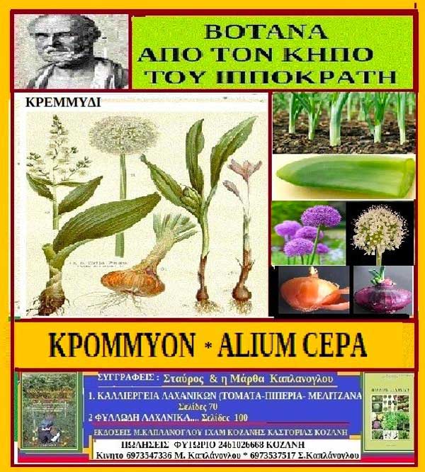 Κρόμμυον βότανο από τον κήπο του Ιπποκράτη – Της Μάρθας Στ. Καπλάνογλου
