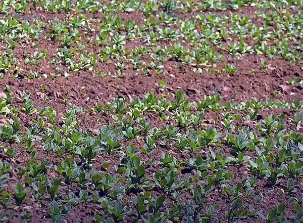 Κοζάνη: Χωρίς επιδοτήσεις έμειναν οι καπνοπαραγωγοί της Νεάπολης