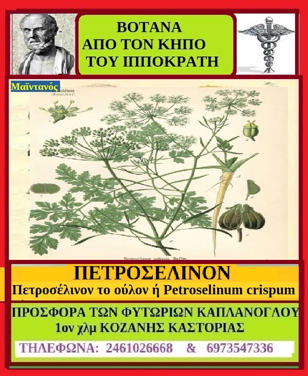 Ο Πετροσέλινον το βότανο από τον κήπο του Ιπποκράτη – Γράφει η Μάρθα Στ. Καπλάνογλου Γεωπόνος – Ιστορικός Ελληνικού πολιτισμού
