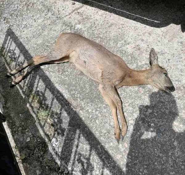 Πέντε λύκοι κατασπάραξαν ζαρκάδι σε χωριό της Φλώρινας