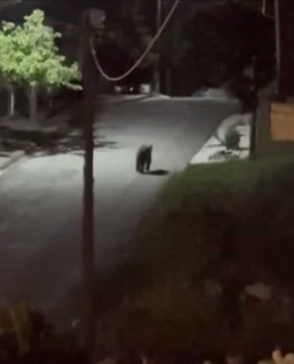 Εθεάθη μικρή αρκούδα στη Νέα Χαραυγή