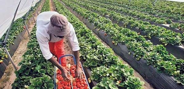 Επιστρέφει η καλλιέργεια της φράουλας στη Φλώρινα
