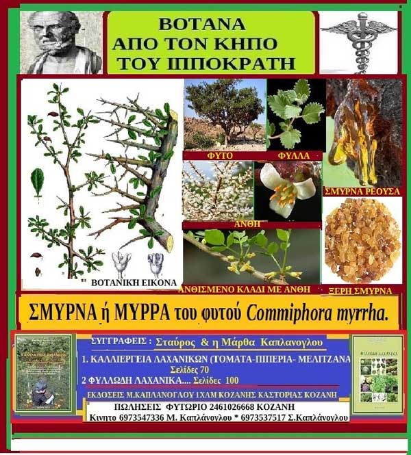 Σμύρνα ή Μύρρα-Γράφει η Μάρθα Στ. Καπλάνογλου