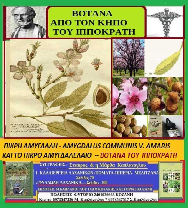 Πικρή αμυγδαλή και το πικρό αμυγδαλέλαιο