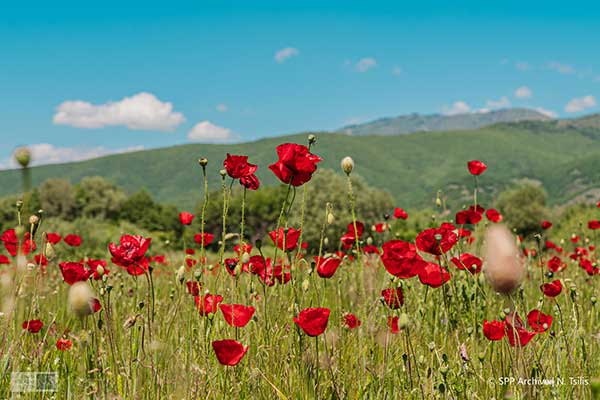 Η μαγεία της παπαρούνας στα μονοπάτια της Πρέσπας