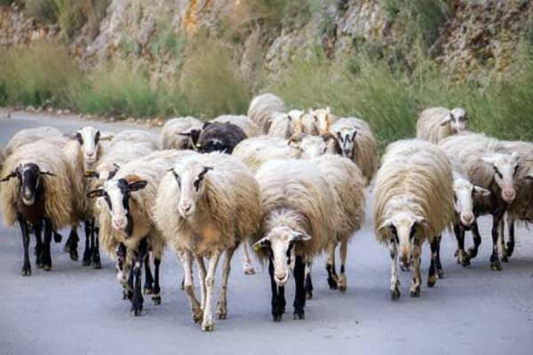 “Αποκλεισμένα” περισσότερα από 15 κοπάδια ορεινών κοινοτήτων Γρεβενών στη Θεσσαλία